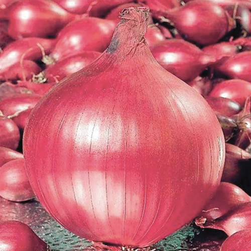 ONION RESEARCH N-53 RED GOLD